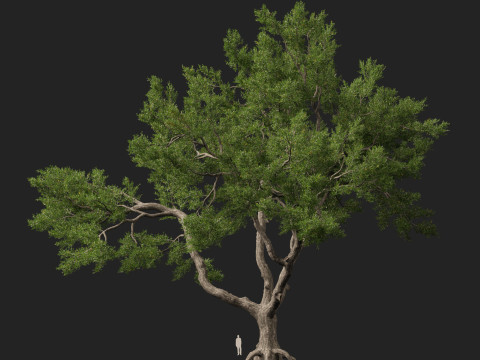 HighpolyLowpoly Quercus Virginiana live oak 3Dモデル