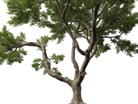 HighpolyLowpoly Quercus Virginiana live oak 3Dモデル