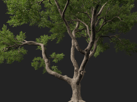 HighpolyLowpoly Quercus Virginiana live oak 3Dモデル