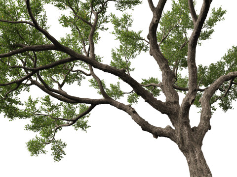 HighpolyLowpoly Quercus Virginiana live oak 3Dモデル