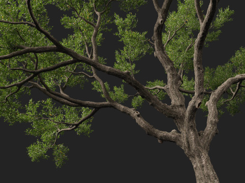 HighpolyLowpoly Quercus Virginiana live oak 3Dモデル