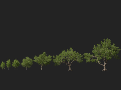 HighpolyLowpoly Quercus Virginiana live oak 3Dモデル