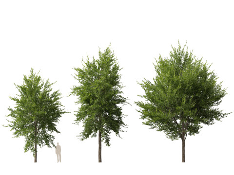 HighpolyLowpoly Quercus Virginiana live oak 3Dモデル