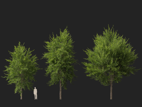 HighpolyLowpoly Quercus Virginiana live oak 3Dモデル