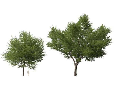 HighpolyLowpoly Quercus Virginiana live oak 3D Model
