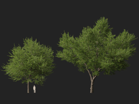 HighpolyLowpoly Quercus Virginiana live oak 3Dモデル