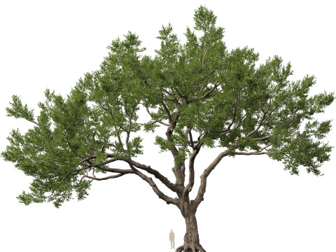 HighpolyLowpoly Quercus Virginiana live oak 3Dモデル
