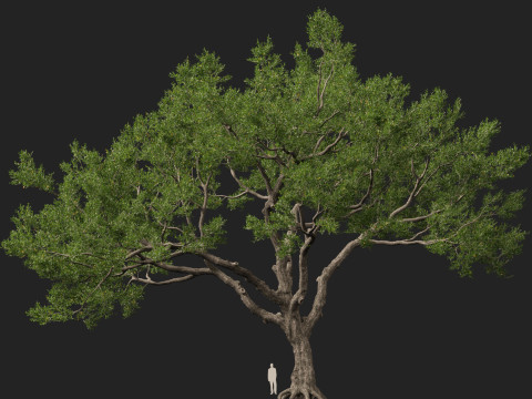 HighpolyLowpoly Quercus Virginiana live oak 3Dモデル