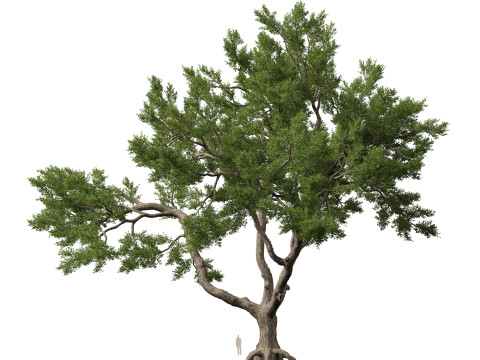 HighpolyLowpoly Quercus Virginiana live oak 3Dモデル