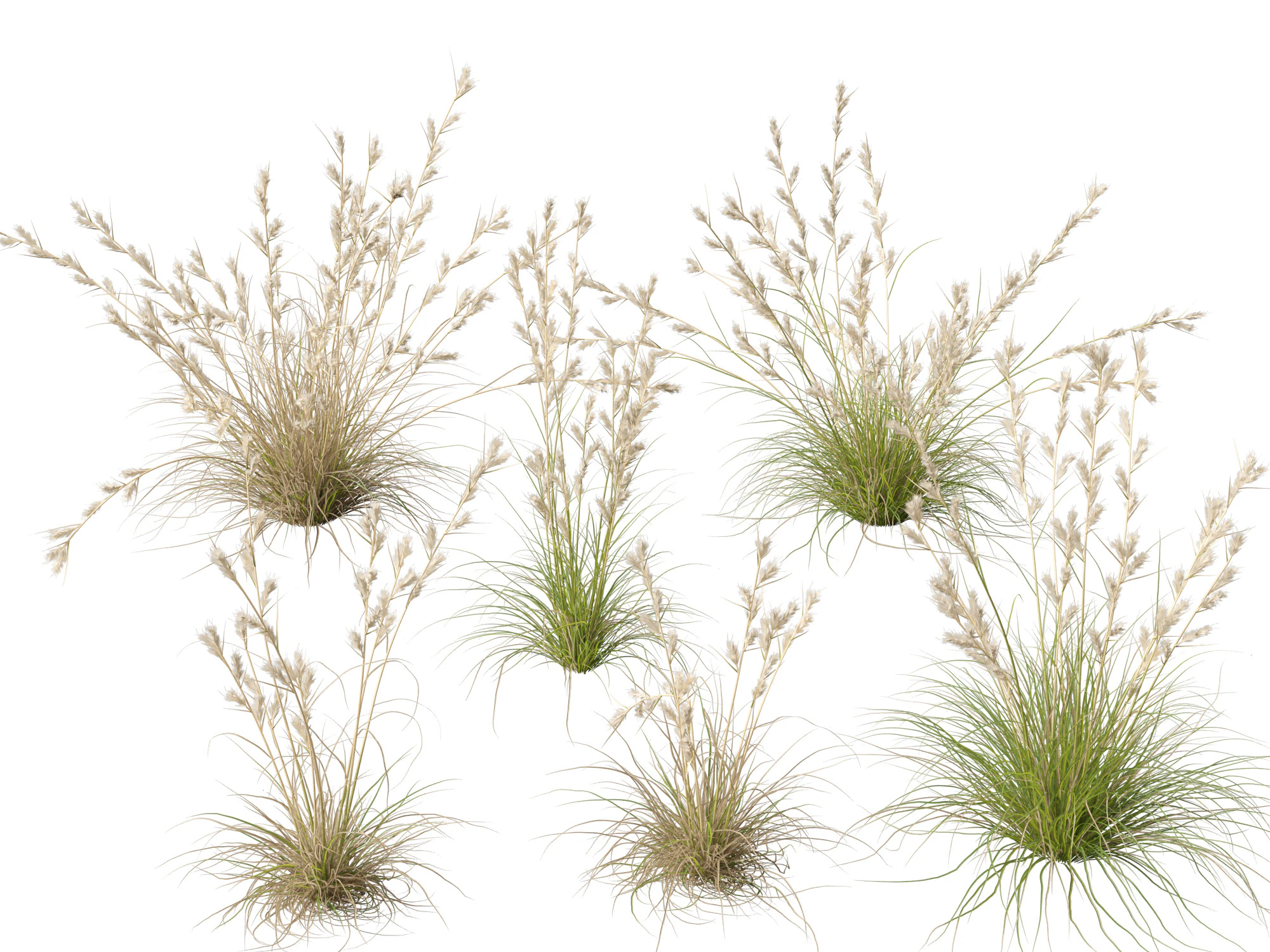 HighpolyLowpoly Cymbopogon Ambiguus - Australian Lemon-Scented Grass 3D Model .c4d .max .obj .3ds .fbx .stl .blend 