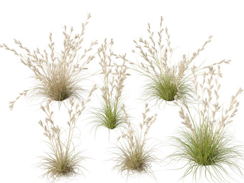 HighpolyLowpoly Cymbopogon Ambiguus - Australian Lemon-Scented Grass 3D Model