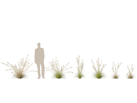 HighpolyLowpoly Cymbopogon Ambiguus - Australian Lemon-Scented Grass 3D Model