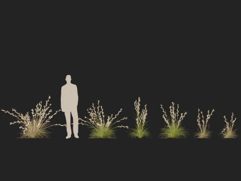 HighpolyLowpoly Cymbopogon Ambiguus - Australian Lemon-Scented Grass 3D Model