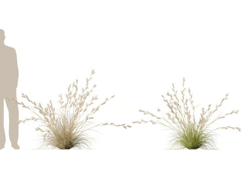 HighpolyLowpoly Cymbopogon Ambiguus - Australian Lemon-Scented Grass 3D Model