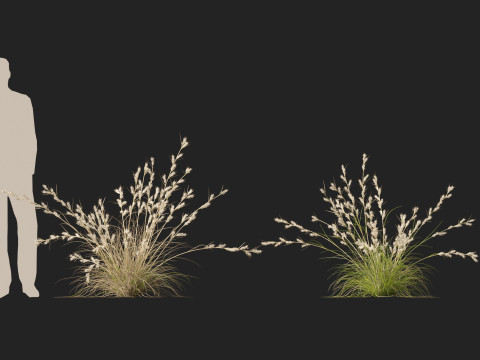 HighpolyLowpoly Cymbopogon Ambiguus - Australian Lemon-Scented Grass 3D Model