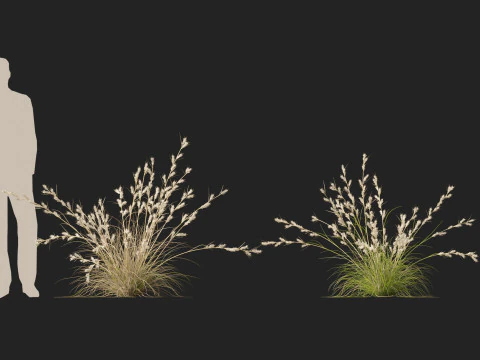HighpolyLowpoly Cymbopogon Ambiguus - Australian Lemon-Scented Grass 3D Model