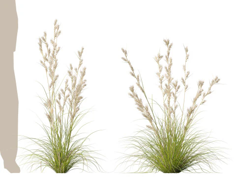 HighpolyLowpoly Cymbopogon Ambiguus - Australian Lemon-Scented Grass 3D Model