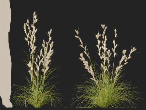 HighpolyLowpoly Cymbopogon Ambiguus - Australian Lemon-Scented Grass 3D Model