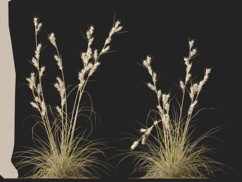 HighpolyLowpoly Cymbopogon Ambiguus - Australian Lemon-Scented Grass 3D Model