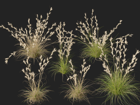 HighpolyLowpoly Cymbopogon Ambiguus - Australian Lemon-Scented Grass 3D Model