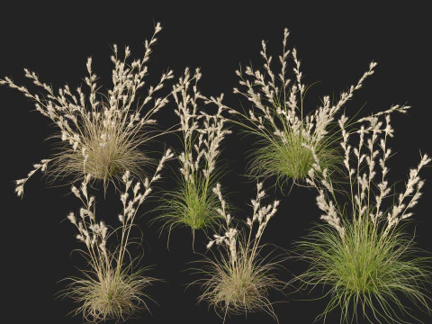 HighpolyLowpoly Cymbopogon Ambiguus - Australian Lemon-Scented Grass 3D Model