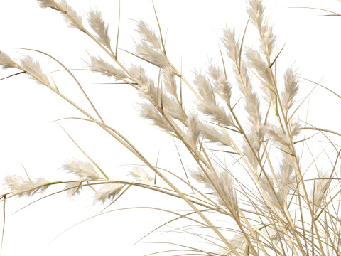 HighpolyLowpoly Cymbopogon Ambiguus - Australian Lemon-Scented Grass 3D Model