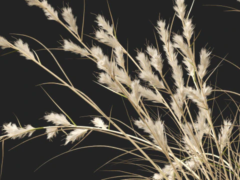 HighpolyLowpoly Cymbopogon Ambiguus - Australian Lemon-Scented Grass 3D Model