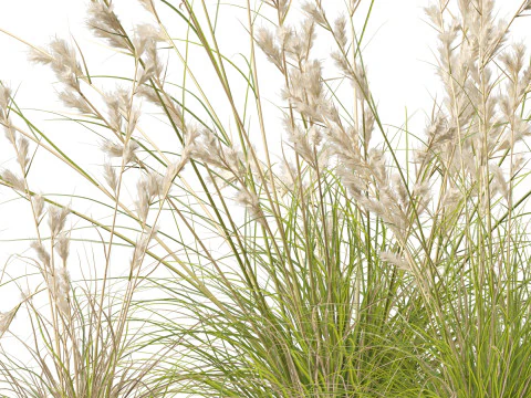 HighpolyLowpoly Cymbopogon Ambiguus - Australian Lemon-Scented Grass 3D Model