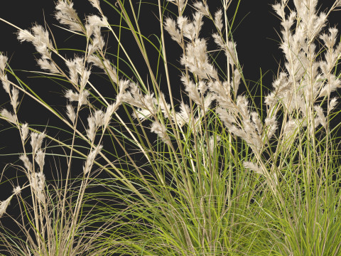 HighpolyLowpoly Cymbopogon Ambiguus - Australian Lemon-Scented Grass 3D Model