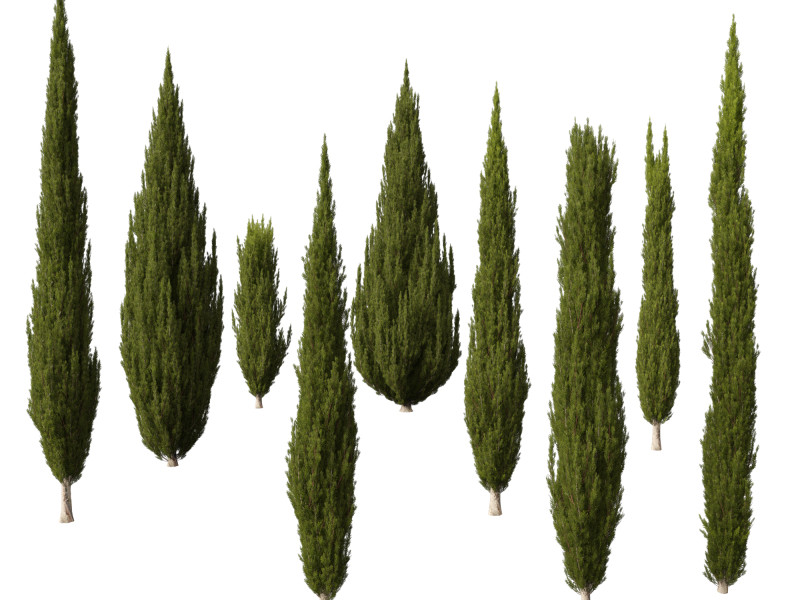 HighpolyLow Poly Cupressus sempervirens - Mediterranean cypress 02 3D 模型 .c4d .max .obj .3ds .fbx .stl .blend