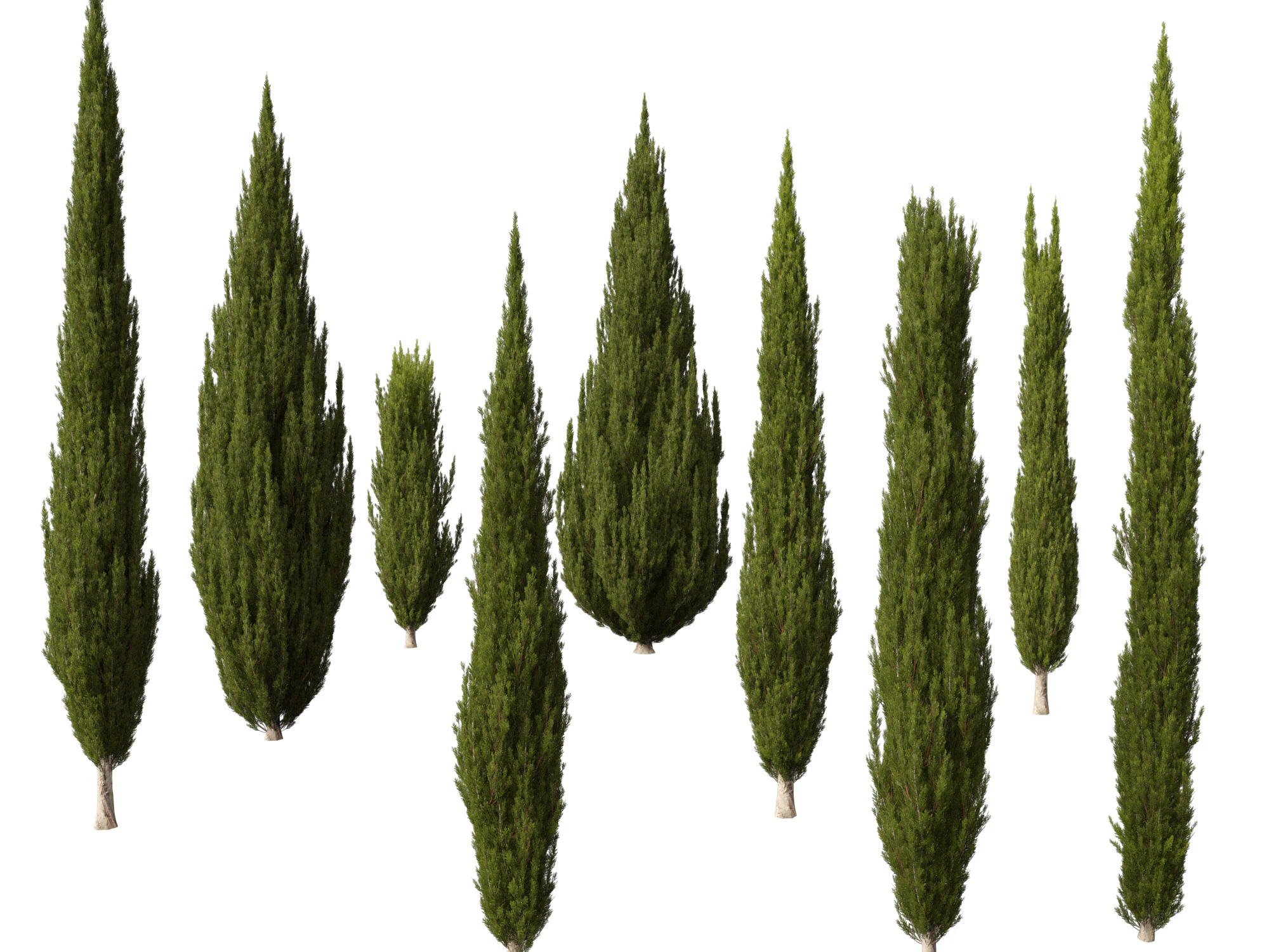 HighpolyLow Poly Cupressus sempervirens - Mediterranean cypress 02 3D Model .c4d .max .obj .3ds .fbx .stl .blend 