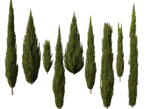 HighpolyLow Poly Cupressus sempervirens - Mediterranean cypress 02 Modelo 3D