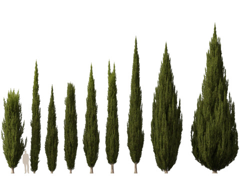 HighpolyLow Poly Cupressus sempervirens - Mediterranean cypress 02 3D 模型