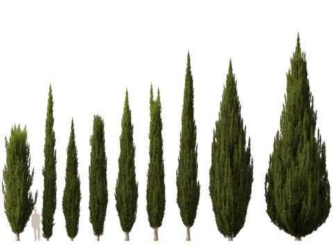 HighpolyLow Poly Cupressus sempervirens - Mediterranean cypress 02 3D Model