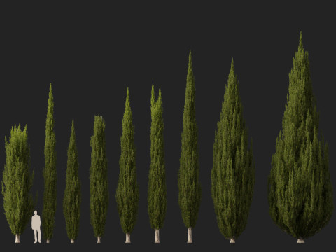 HighpolyLow Poly Cupressus sempervirens - Mediterranean cypress 02 3D 模型