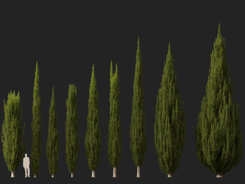 HighpolyLow Poly Cupressus sempervirens - Mediterranean cypress 02 3D Model