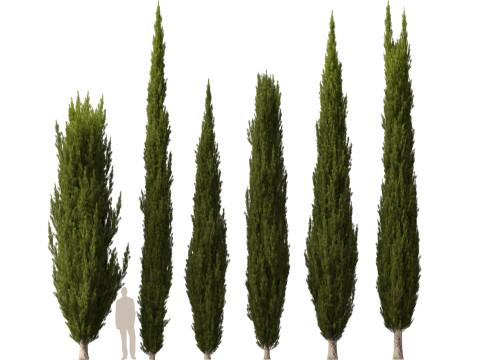 HighpolyLow Poly Cupressus sempervirens - Mediterranean cypress 02 3D 模型