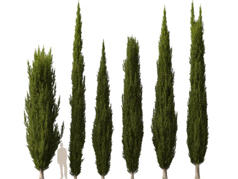 HighpolyLow Poly Cupressus sempervirens - Mediterranean cypress 02 3D Model