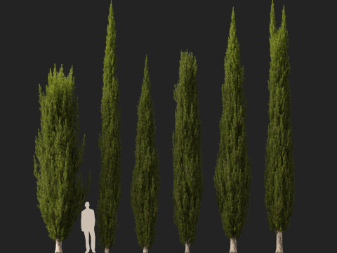 HighpolyLow Poly Cupressus sempervirens - Mediterranean cypress 02 3D 模型