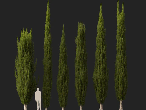 HighpolyLow Poly Cupressus sempervirens - Mediterranean cypress 02 3D Model