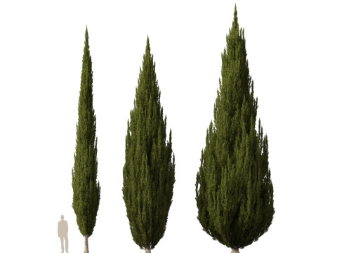 HighpolyLow Poly Cupressus sempervirens - Mediterranean cypress 02 3D 模型