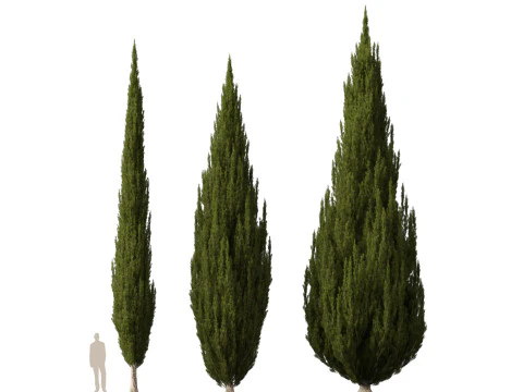 HighpolyLow Poly Cupressus sempervirens - Mediterranean cypress 02 3D Model