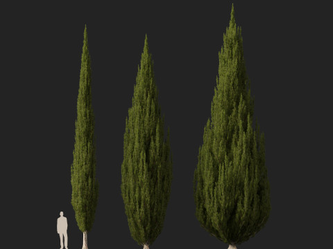 HighpolyLow Poly Cupressus sempervirens - Mediterranean cypress 02 3D 模型