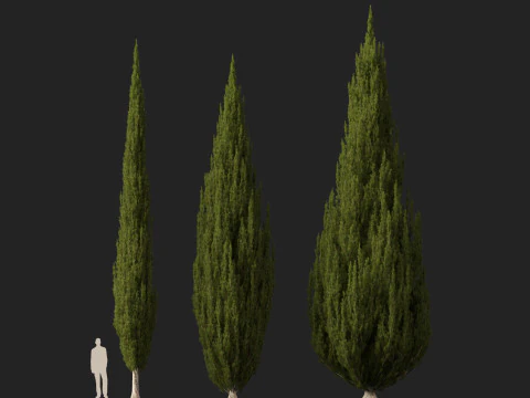 HighpolyLow Poly Cupressus sempervirens - Mediterranean cypress 02 3D Model