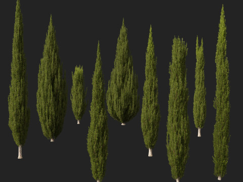 HighpolyLow Poly Cupressus sempervirens - Mediterranean cypress 02 3D 模型