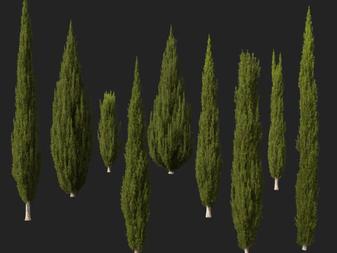 HighpolyLow Poly Cupressus sempervirens - Mediterranean cypress 02 3D Model
