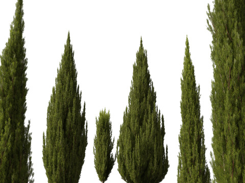 HighpolyLow Poly Cupressus sempervirens - Mediterranean cypress 02 3D 模型