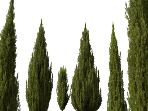 HighpolyLow Poly Cupressus sempervirens - Mediterranean cypress 02 3D Model