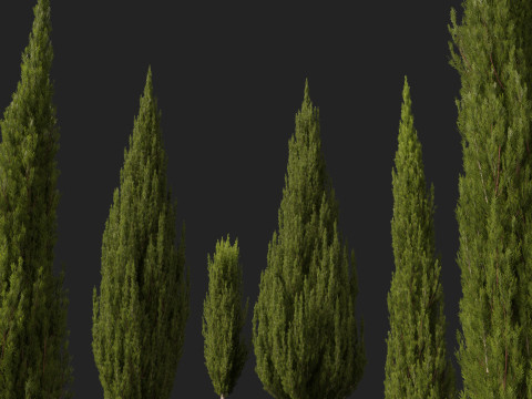 HighpolyLow Poly Cupressus sempervirens - Mediterranean cypress 02 3D 模型