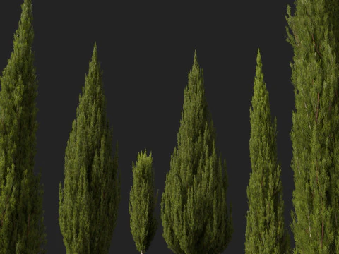HighpolyLow Poly Cupressus sempervirens - Mediterranean cypress 02 3D Model